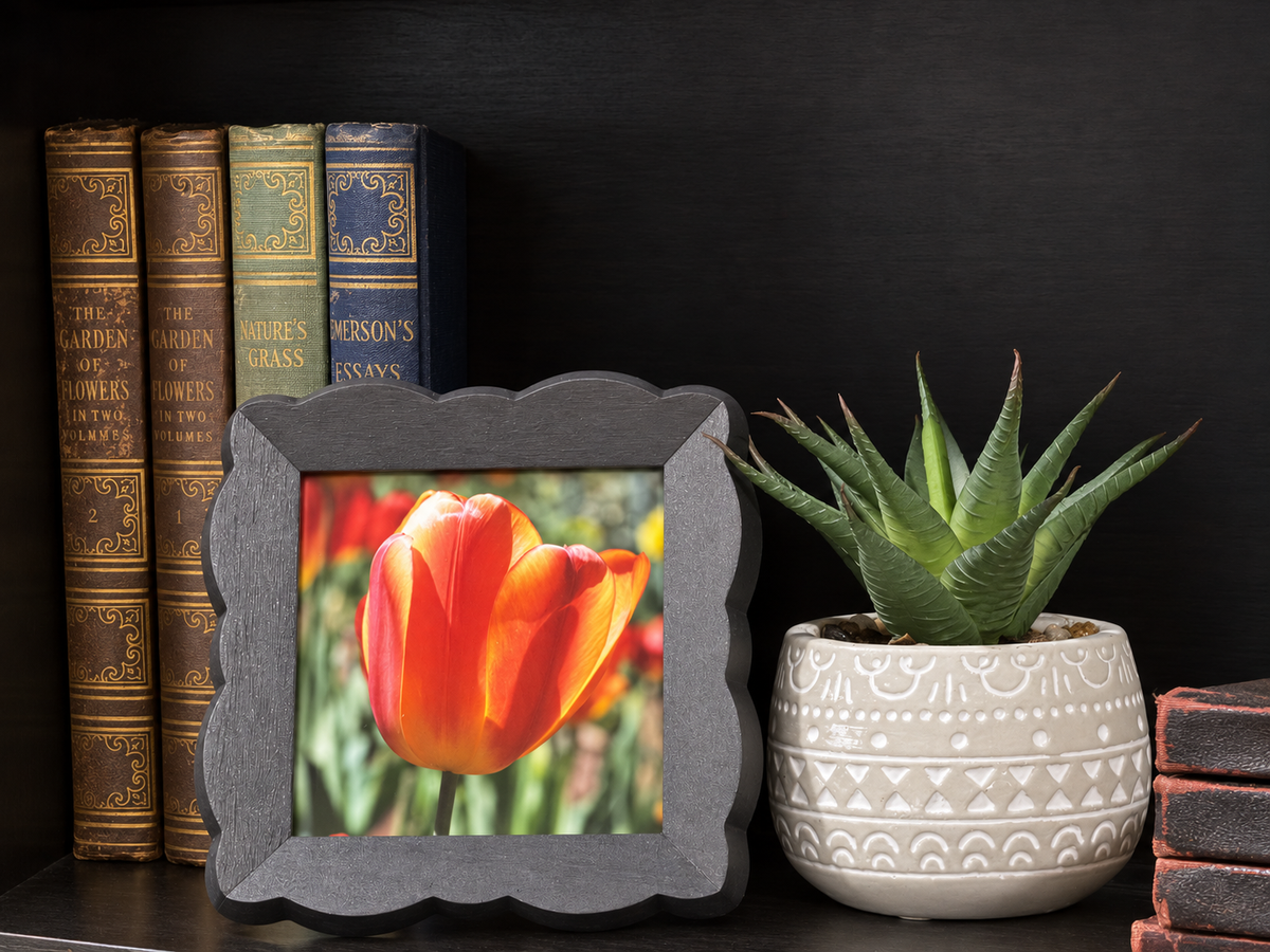 A square framed photo print with a dark gray scalloped frame, displaying a close-up of a bright orange tulip, styled on a dark shelf next to a potted succulent and vintage books.