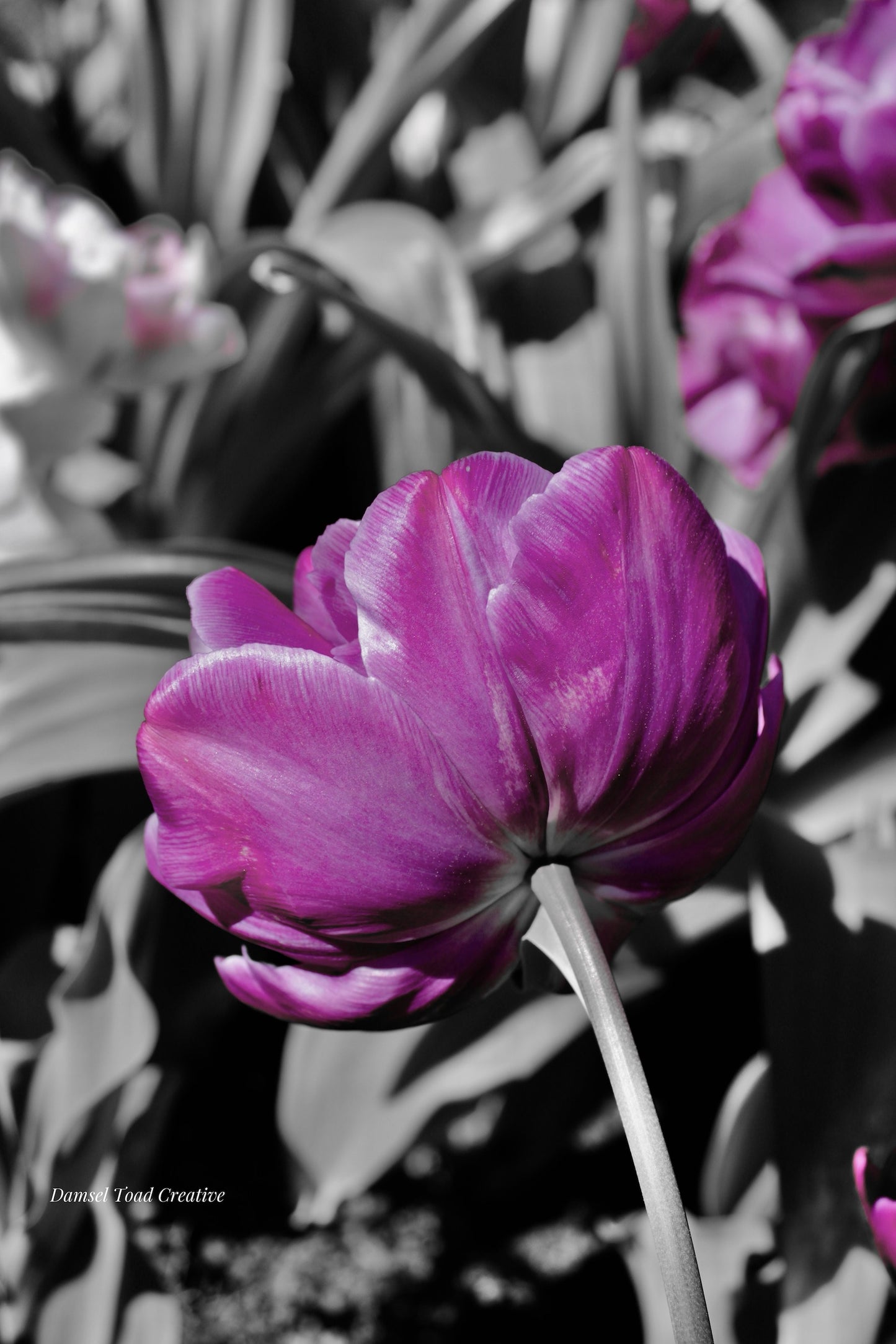 Purple double tulip on a blurred gray background.