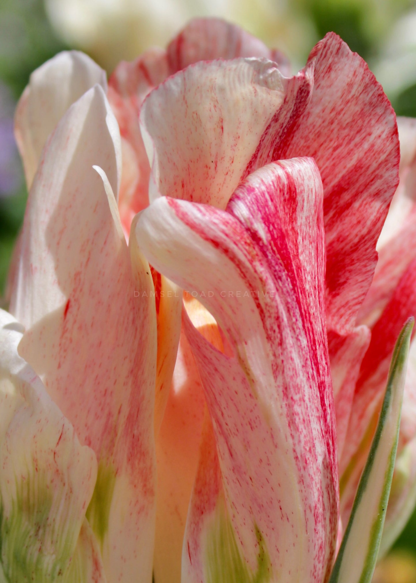 Ombre Tulip