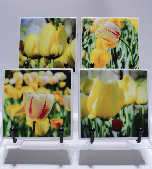 Yellow Tulips Art Print Coasters