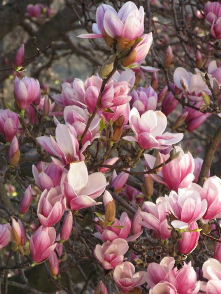 Magnolia Tree