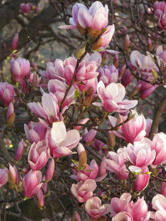 Magnolia Tree