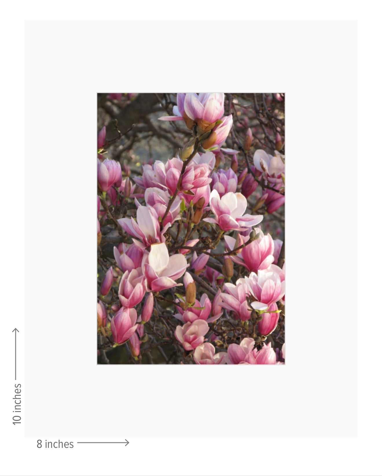 Magnolia Tree