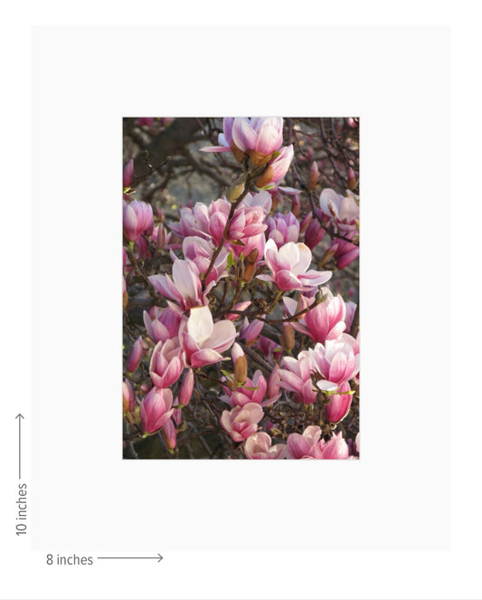 Magnolia Tree