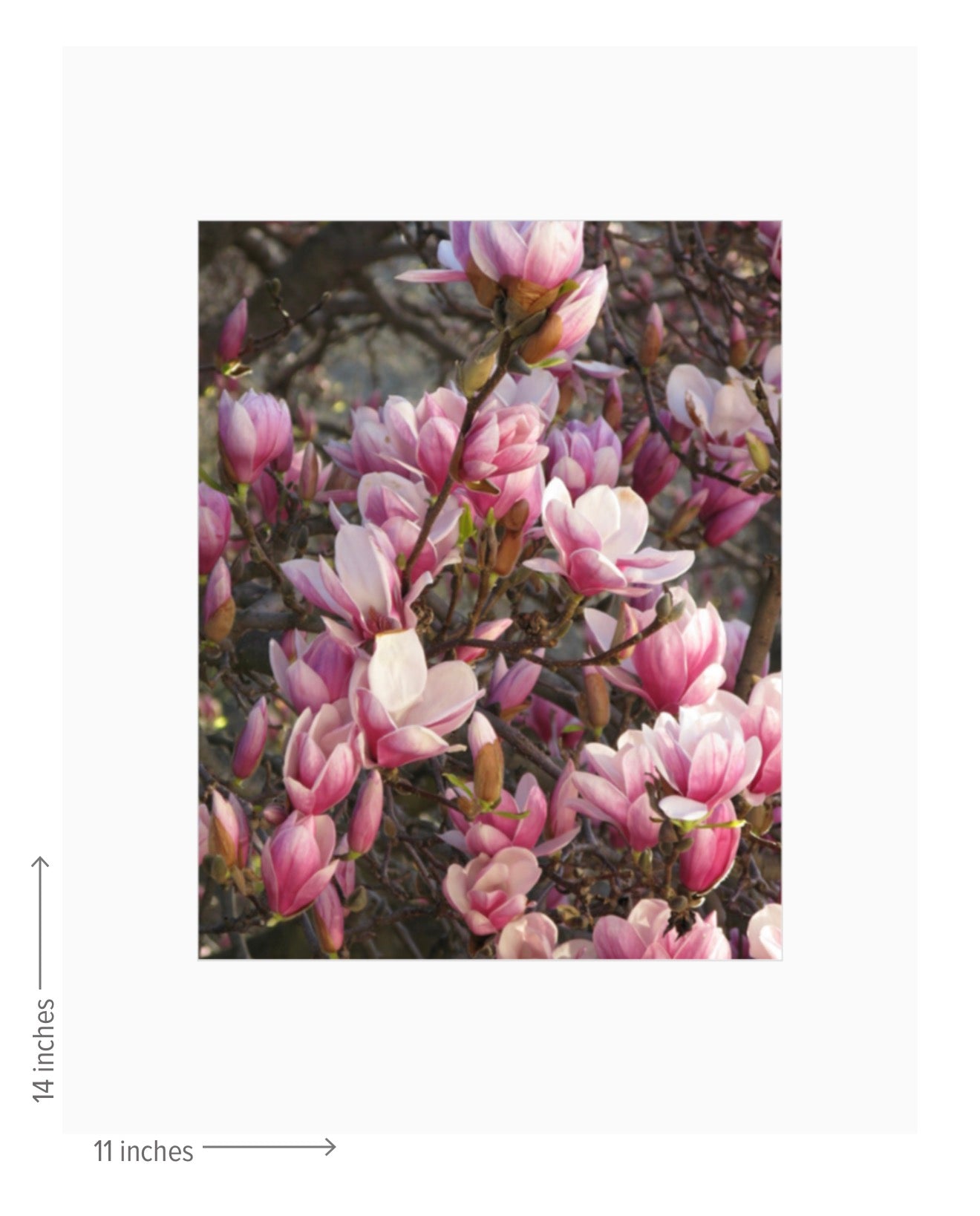 Magnolia Tree