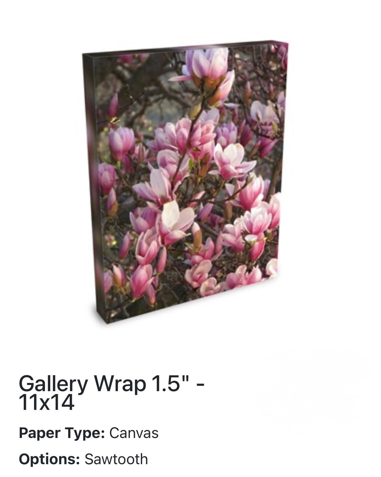 Magnolia Tree