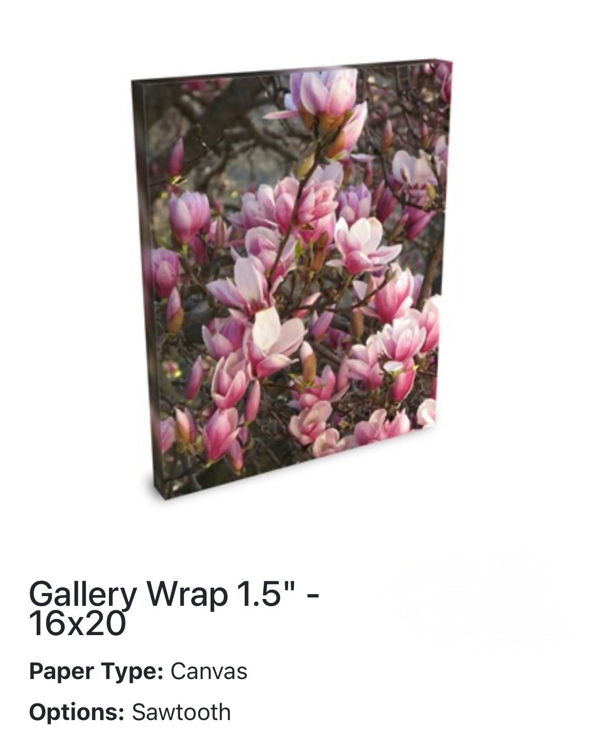 Magnolia Tree