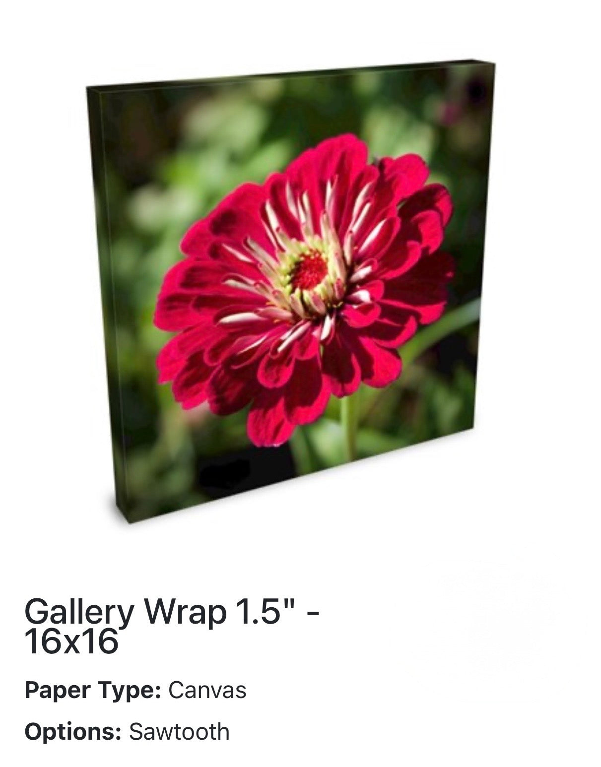 Zinnia in Full Bloom