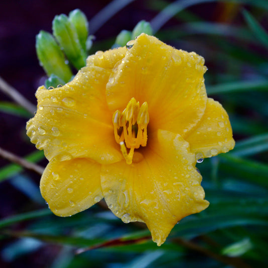 Yellow flower with water droplets on a blurred green background