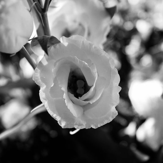 Close-up of a white flower with a blurred background