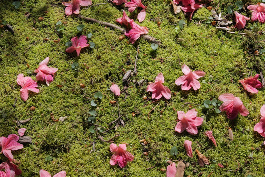 Pink flowers on green moss