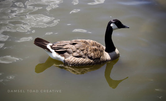 Canada Goose