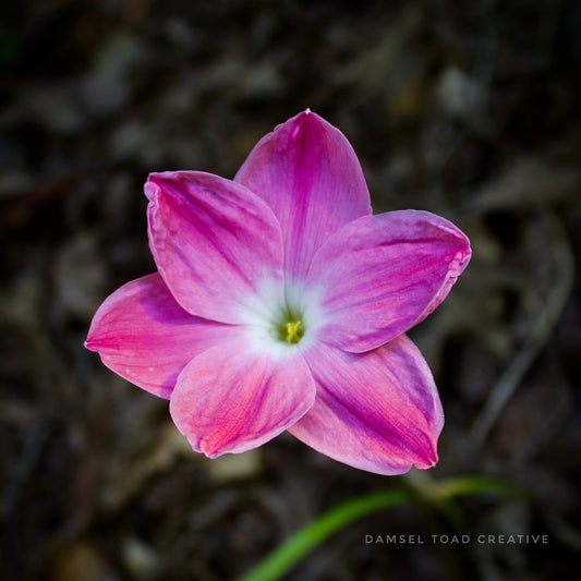 Pink Rain Lily