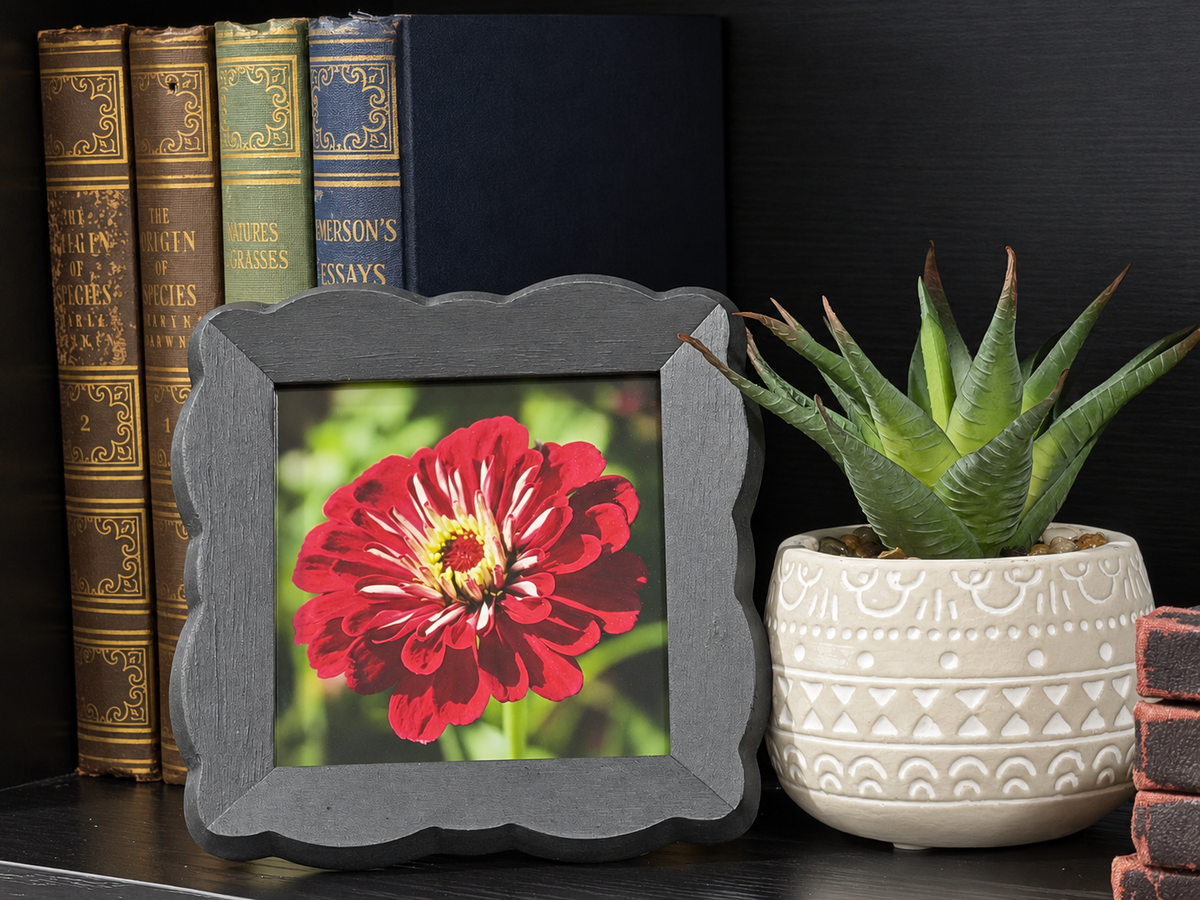 A square dark gray picture frame with a scalloped edge, displaying a vibrant red and white zinnia flower. The frame is styled on a dark shelf next to a potted succulent and antique books.