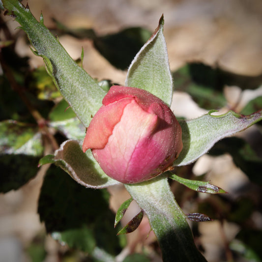Close-up of a pink rosebud surrounded by green leaves with a blurred natural background.