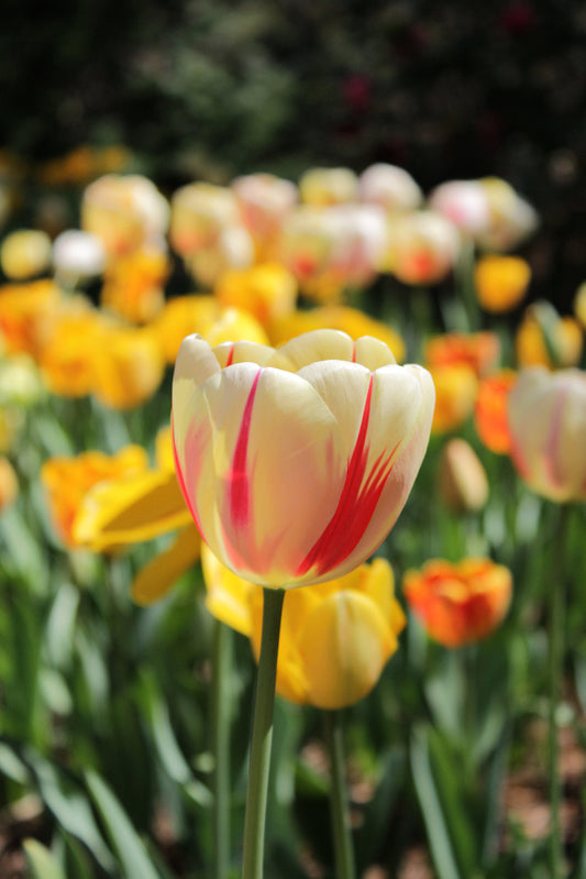 Close-up of a tulip with red and white stripes in a field of blurred tulips.