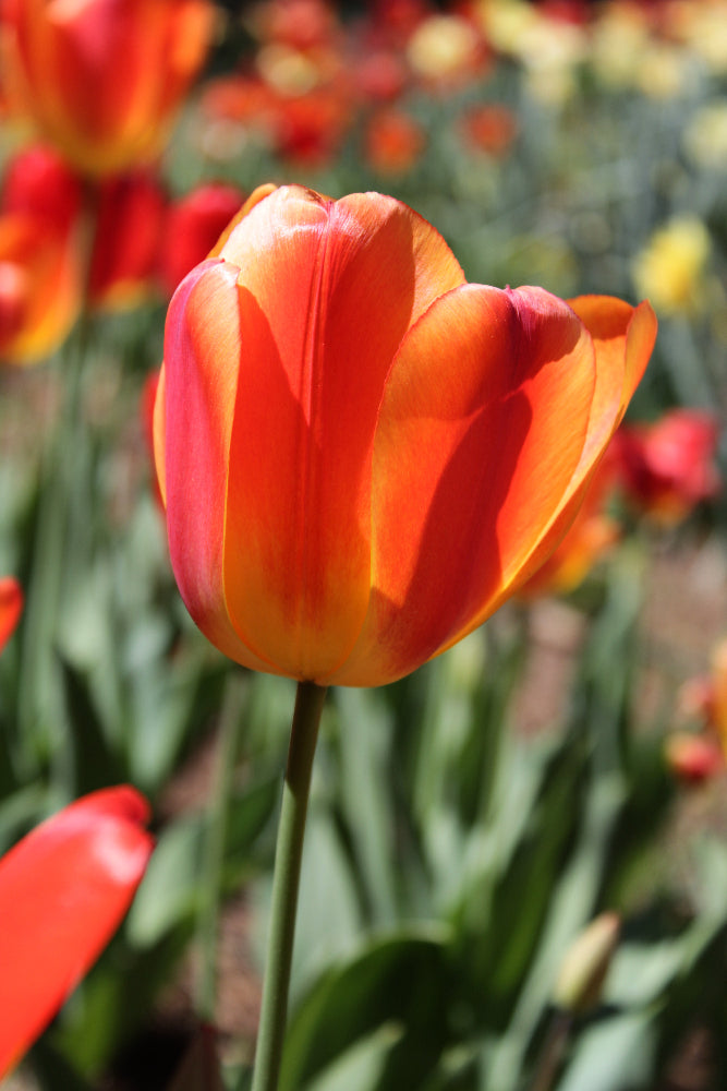 Close-up of a red tulip with blurred background