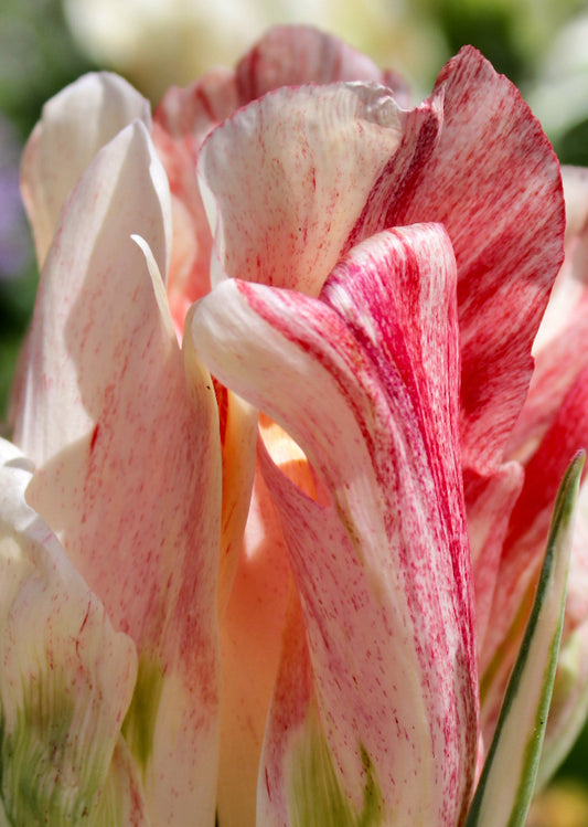 Close-up of a pink and white tulip with a blurred background