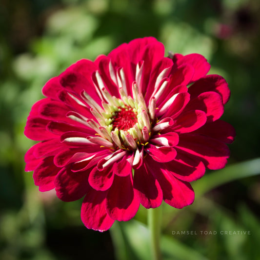 Close-up of a vibrant red flower with a blurred green background