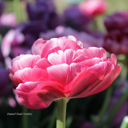 Close-up of a pink tulip with blurred purple tulips in the background