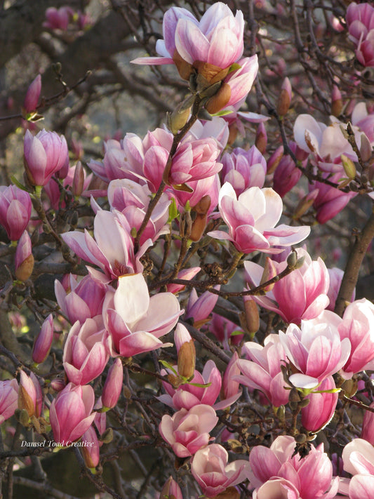 Magnolia Tree