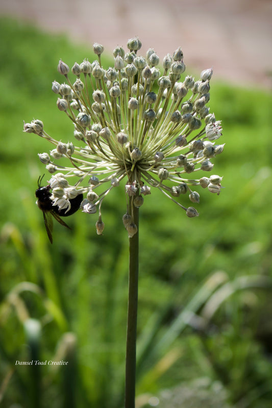 Flower with a bee on a blurred green background