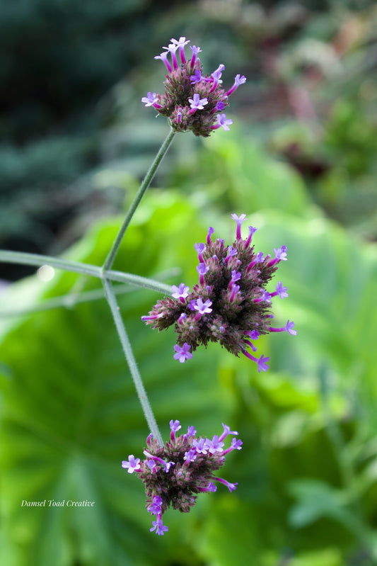 Close-up of purple flowers with blurred green leaves in the background