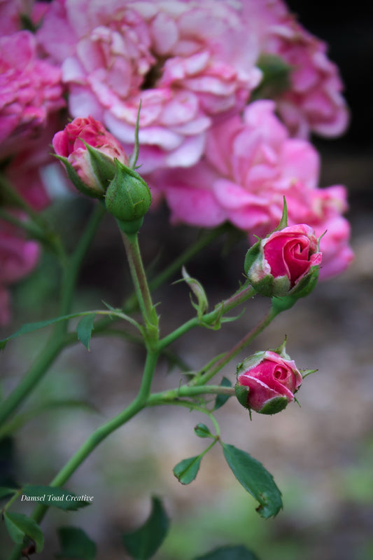 Close-up of pink roses with green stems and leaves.