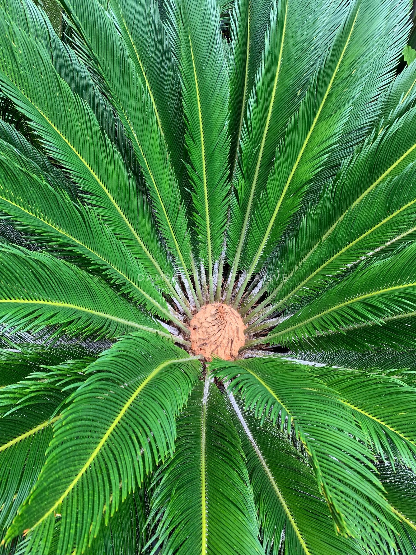 A close-up photograph of a green palm leaf with a visible stem.