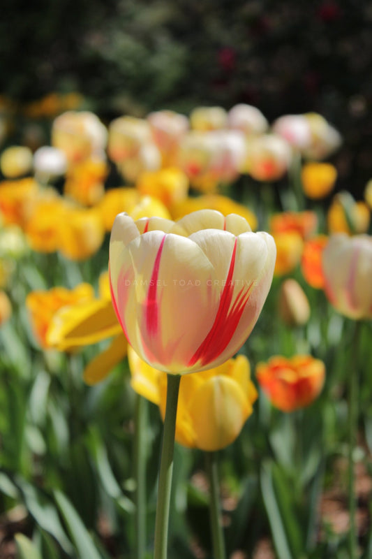 Burning Heart Tulip