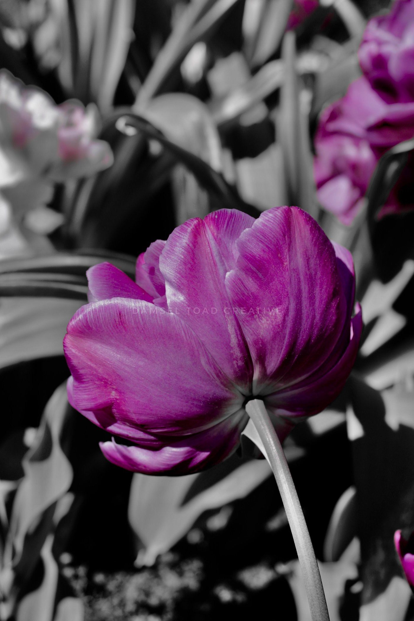 Purple Double Tulip