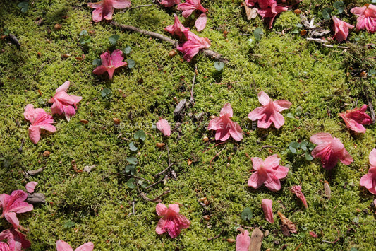 Fallen Azaleas