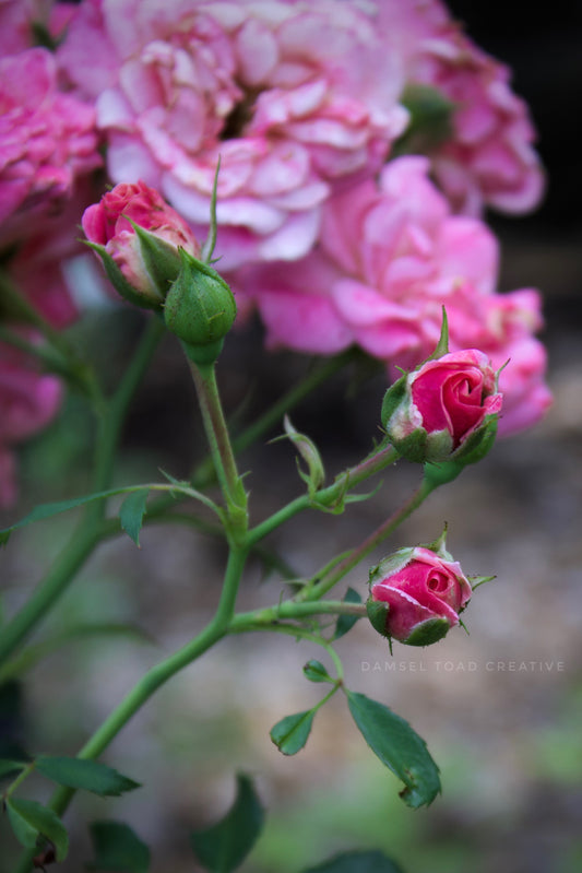 Pink Rose Bush