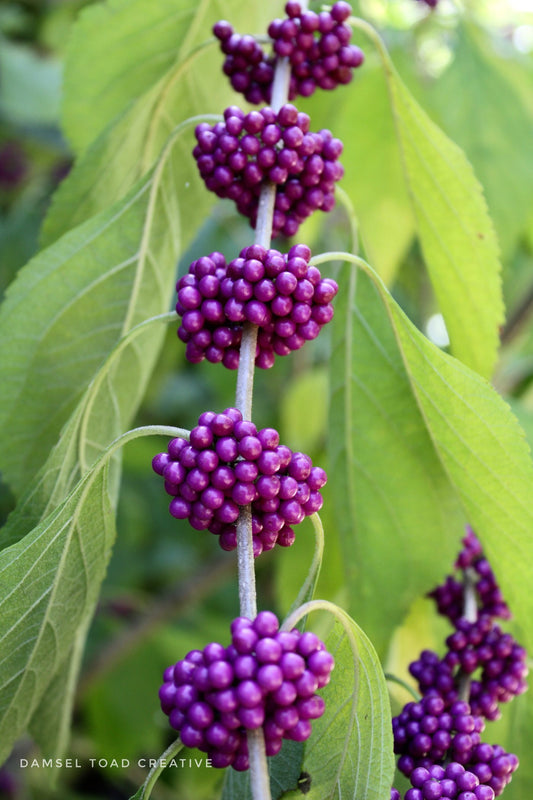 Beautyberry